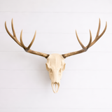 Deer Skull Antler Mount Bracket – DIY European Mount Kit