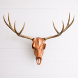 Deer Skull Antler Mount Bracket – DIY European Mount Kit