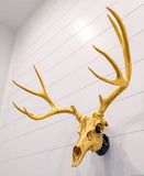 Life Size Deer Skull and Antlers Wall Mount Replica | Faux Taxidermy European Skull & Antler Decor