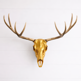 Deer Skull Antler Mount Bracket – DIY European Mount Kit