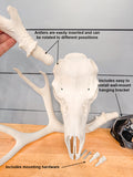 Life Size Deer Skull and Antlers Wall Mount Replica | Faux Taxidermy European Skull & Antler Decor