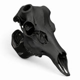 Deer Skull Antler Mount Bracket – DIY European Mount Kit