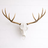 Deer Skull Antler Mount Bracket – DIY European Mount Kit